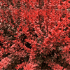 Berberys Thunberga 'Red Pilar' – Sadzonka 30 cm