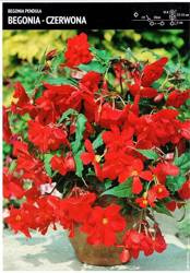 Begonia Kaskadowa - Czerwona 3 szt.