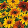Jeżówka Mix Rudbeckia hirta