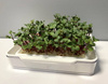 Zestaw do uprawy mikrolistków MicroGreen + 4 wkłady