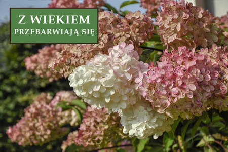 Hortensja bukietowa 'Candelight' - Sadzonka 40 cm