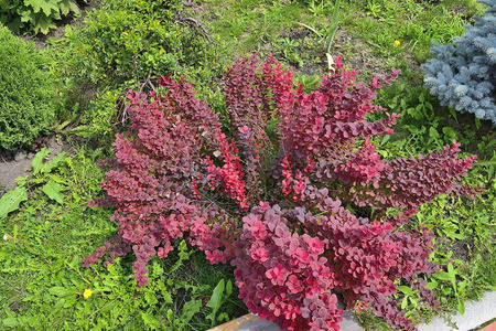 Berberys Thunberga 'Admiration' PBR – Sadzonka 20 cm