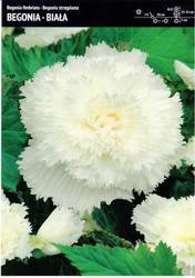 Begonia Strzępiasta - Biała 3 szt.