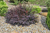 Berberys Thunberga 'Atropurpurea Nana' – Sadzonka 20 cm