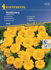 Aksamitka Goldzwerg