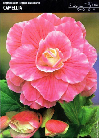 Begonia Dwukolorowa Camellia 3 szt.