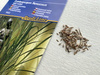 Trawa cytrynowa - Kiepenkerl