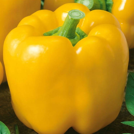 Papryka Yellow California Wonder - Kiepenkerl