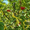 Domyślna nazwa