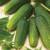 Ogórek konserwowy Excelsior F1 Cucumis sativus