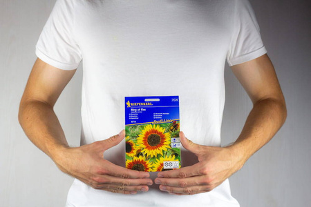 Słonecznik zwyczajny Ring of Fire Helianthus annuus