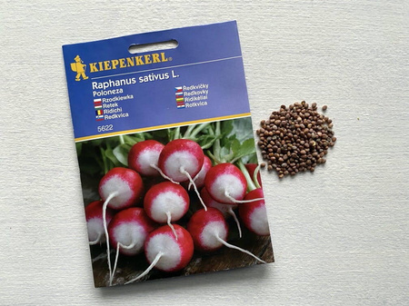 Rzodkiewka Poloneza - Kiepenkerl