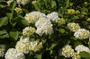 Hortensja Ogrodowa 'Madame Emile Mouillere' – Sadzonka 45-60 cm
