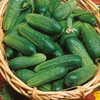Ogórek konserwowy Vorgebirgstrauben Cucumis sativus
