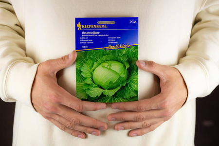 Kapusta biała Brunswijker Brassica oleracea var. capitata f. alba
