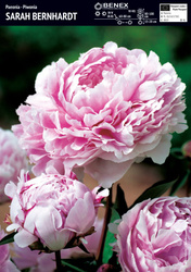 Domyślna nazwa
