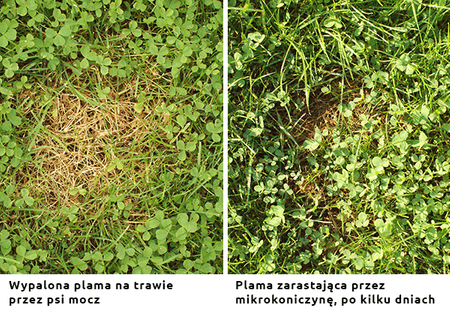 Nasiona trawy – Vegano – trawnik odporny na psa – 1 kg Target