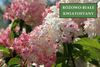 Hortensja bukietowa 'Pinky Winky' - Sadzonka 30-40 cm