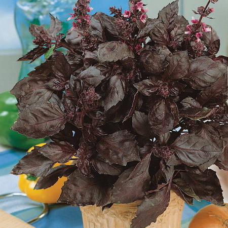 Bazylia Chianti Kiepenkerl