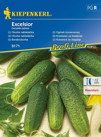 Ogórek konserwowy Excelsior F1 Cucumis sativus