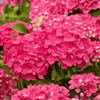 Hortensja Ogrodowa 'Leuchtfeuer' – Sadzonka 20 cm