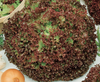 Sałata Karbowana 'Lollo Rossa' – Kiepenkerl