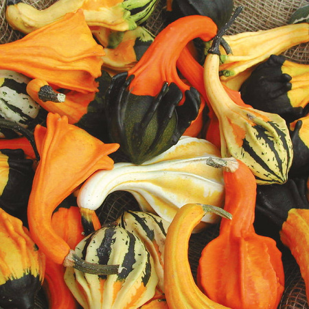 Dynia ozdobna Autumn Wings Kiepenkerl