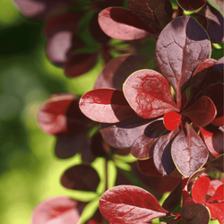 Berberys Thunberga 'Bagatelle' – Sadzonka 15-25 cm