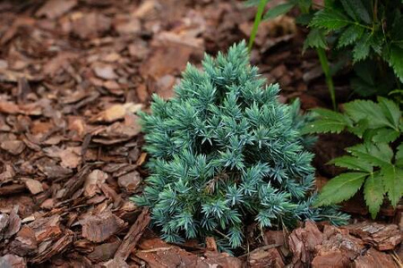Jałowiec Pfitzera 'Gold Star' – Sadzonka 20 cm