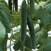 Ogórek sałatkowy F1 Euphya Cucumis sativus