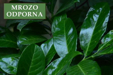 Laurowiśnia wschodnia 'Caucasica' - Sadzonka 30 cm