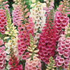 Naparstnica Excelsior-Hybriden Digitalis purpurea