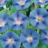 Wilec Blue Star – Kiepenkerl