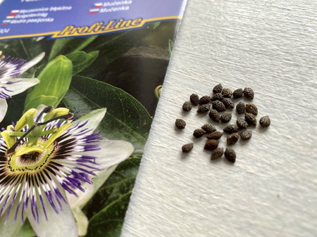 Passiflora / Męczennica - Kiepenkerl