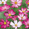 Kosmos podwójnie pierzasty Purple Red White Cosmos bipinnatus