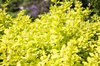 Berberys Thunberga 'Aurea' – Sadzonka 30 cm