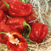 Papryka Habanero czerwona - Kiepenkerl