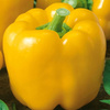 Papryka Yellow California Wonder - Kiepenkerl