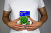 Majeranek jednoroczny Origanum majorana