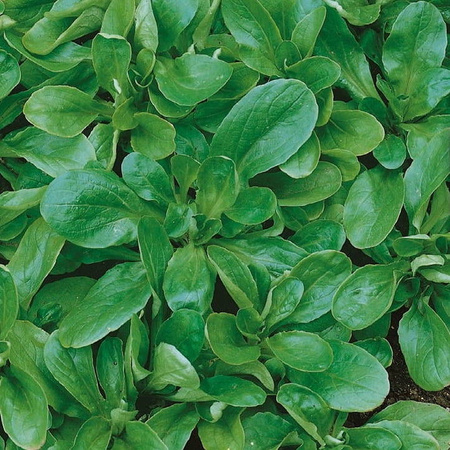 Roszponka Vit Valerianella locusta