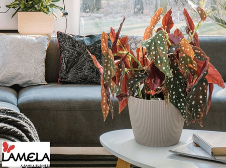 Osłonka-Doniczka Magnolia Eco Wood 220 Jumper Szara