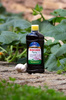 Boczos – płynny wyciąg z czosnku – 500 ml