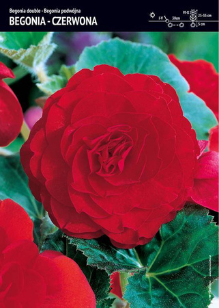 Begonia Podwójna - Czerwona 3 szt.