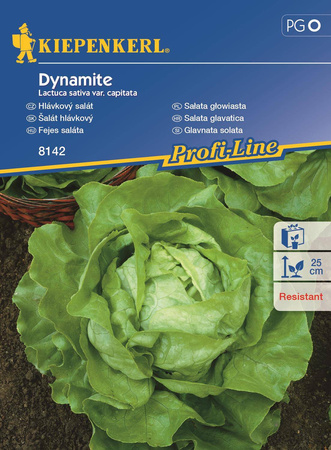 Sałata głowiasta Dynamite Lactuca sativa var. Capitata