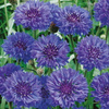 Chaber bławatek Blauer Junge Centaurea cyanus