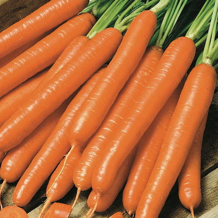 Marchew Nantaise 2 / Marktgärtner – Kiepenkerl