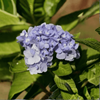 Hortensja Ogrodowa 'Bodensee' – Sadzonka 20 cm