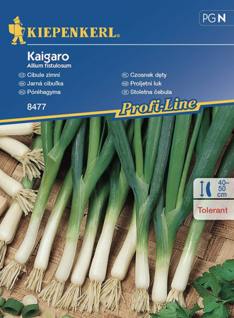 Czosnek Dęty Kaigaro – Kiepenkerl