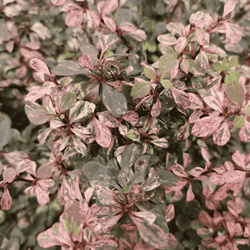 Berberys Thunberga 'Inspiration' – Sadzonka 30 cm