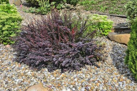 Berberys Thunberga 'Atropurpurea Nana' – Sadzonka 20 cm